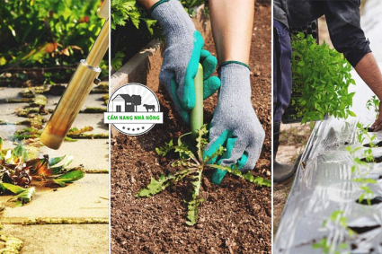 Mẹo kiểm soát cỏ dại hữu cơ cho người làm vườn