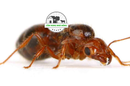 Mẹo diệt kiến ​​lửa lâu dài với phương pháp 2 bước