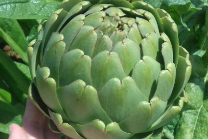 Cách trồng và chăm sóc atiso