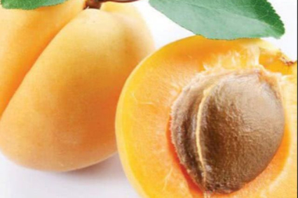 Cách trồng cây mơ