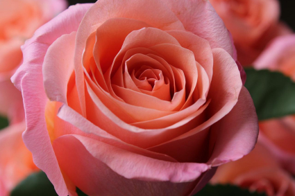 Bạn biết chăm sóc hoa hồng trà lai