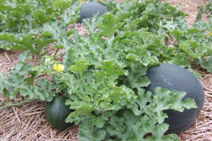 Cách trồng dưa hấu kim cương đen