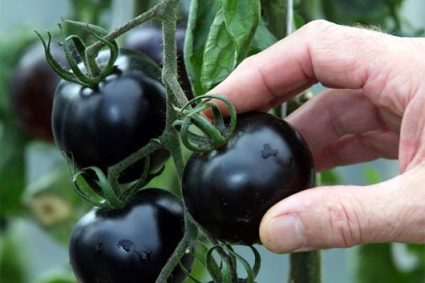 Các loại cây lai và hướng dẫn trồng