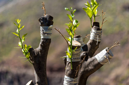Ghép cành có ý nghĩa gì đối với cây trồng?