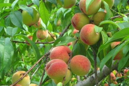 Cách cắt tỉa cây đào