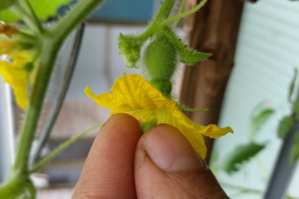 Tại sao, khi nào và làm thế nào để thụ phấn bằng tay cho cây