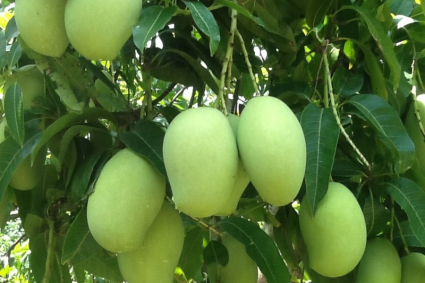 Cây ăn quả tự ra quả cho sân sau của bạn