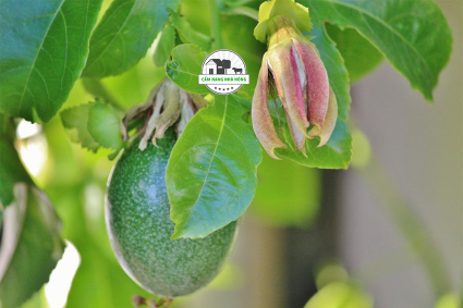 Trồng Chanh dây trong Thùng từ Hạt giống, Giâm cành