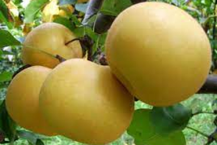 Cách trồng và chăm sóc cây lê