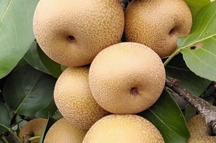 Cách trồng cây lê châu Á