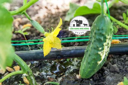 Cách trồng dưa chuột không bị đắng