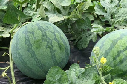 Bạn đã biết các mẹo trồng dưa hấu năng suất cao này?