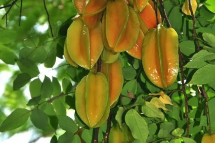 Cách chăm sóc cây khế tại nhà