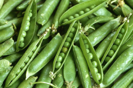 Làm thế nào để trồng các loại đậu thông thường