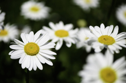 Cách trồng và chăm sóc cúc Shasta