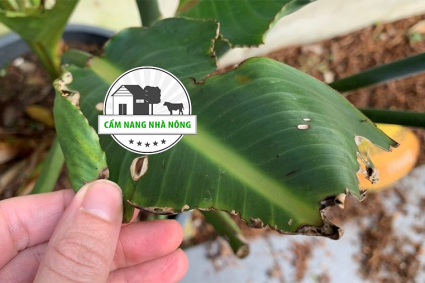 Có nên cắt bỏ những chiếc lá bị lủng lỗ