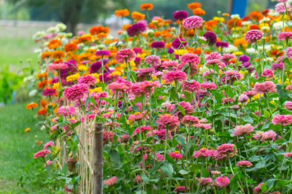 5 bước dễ dàng để trồng một vườn hoa đầy màu sắc mùa xuân