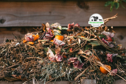 8 vấn đề thường gặp khi nuôi giun quế