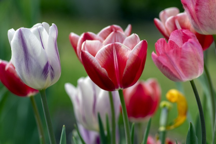 Cách trồng và chăm sóc hoa Tulip mùa xuân