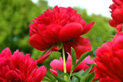 Cách trồng và chăm sóc hoa mẫu đơn Red Charm