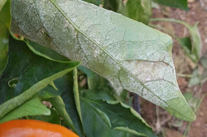 Lá ớt chuyển sang màu trắng: Xử lý ớt bị bệnh phấn trắng