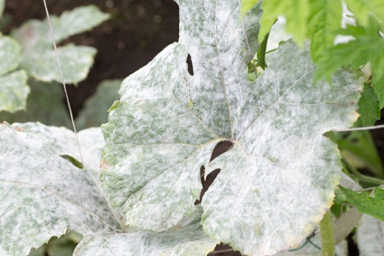 Cách xác định và kiểm soát nấm mốc trắng