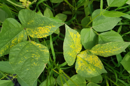 Cách xác định, kiểm soát và ngăn ngừa vi rút khảm trên cây