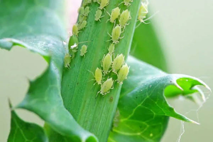 Rệp xanh là gì? Làm thế nào để bạn thoát khỏi rệp xanh?