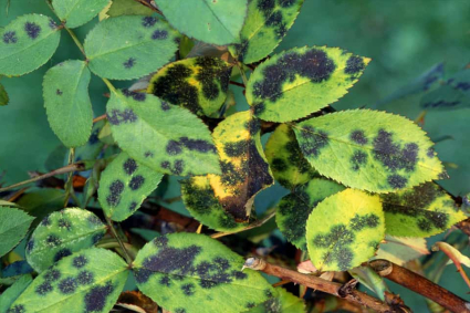 LÀM THẾ NÀO ĐỂ ĐIỀU TRỊ VÀ NGĂN NGỪA ĐỐM ĐEN TRÊN HOA HỒNG