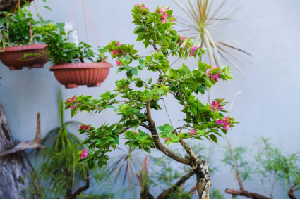 3 Kỹ thuật ghép hoa giấy đơn giản thành công 100%