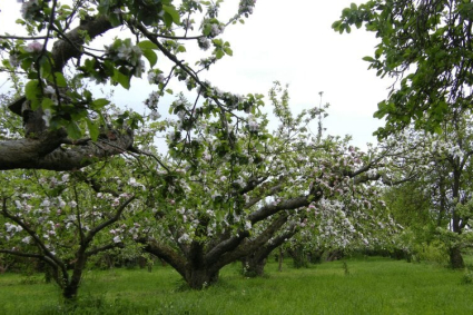 Cách tỉa cây táo già để cho quả tốt hơn