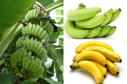 Làm cách nào để cây chuối ra quả?