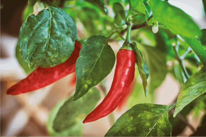 Tại sao cây ớt của tôi chết?