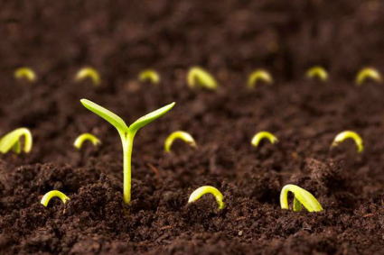 Khi nào từ bỏ hạt giống xấu không nảy mầm