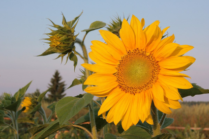 Đất tốt nhất cho hoa hướng dương là gì?