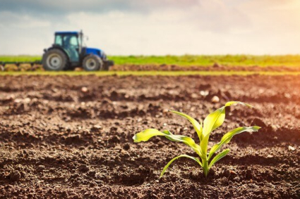 “Mặt trời đầy đủ” có ý nghĩa gì trong việc làm vườn?