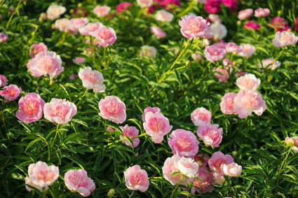 Khi nào nên cấy mẫu đơn