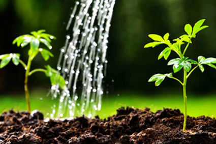 Mùa Hè Có Quá Muộn Để Bắt Đầu Làm Vườn Không?