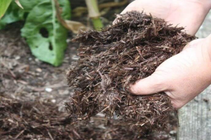 Các bước bón phân cho đất vườn hiệu quả