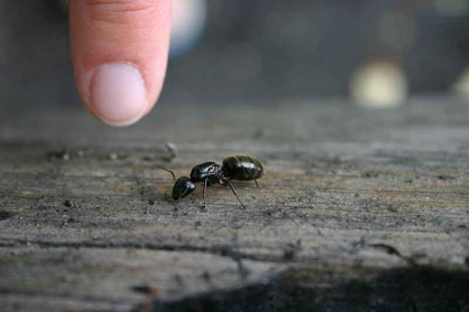 Cách làm bẫy kiến để bảo vệ cây ăn quả khỏi kiến, rệp và sâu hại quy mô