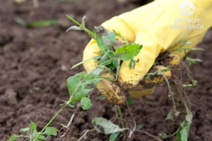 Chiến lược để giảm cỏ dại cho khu vườn