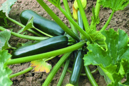 10 vấn đề thường gặp và cách khắc phục khi trồng bí ngòi