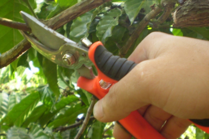 5 sai lầm trong việc cắt tỉa cần tránh vào mùa xuân này