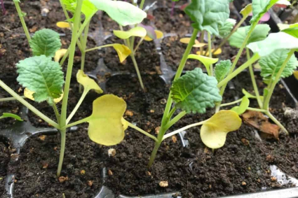 Tại sao lá cây con chuyển sang màu vàng