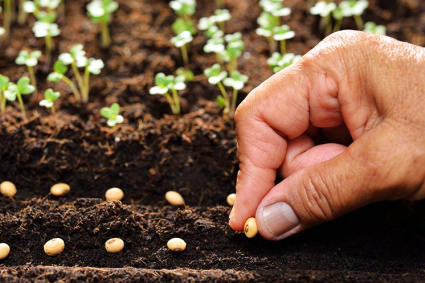 5 mẹo gieo hạt nhỏ hiệu quả