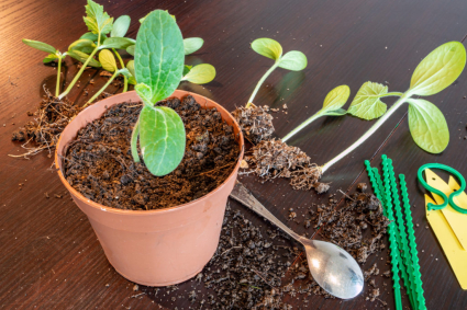 Cách tách cây con an toàn ở bất kỳ giai đoạn nào