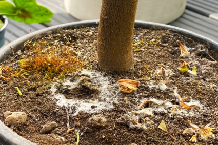 Tại sao đất của cây bị mốc?