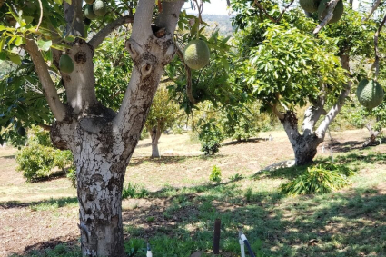 Cách Để Cây Bơ Ra Quả Nhanh Hơn