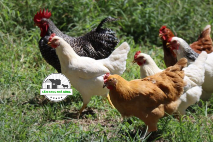 Cách sử dụng phân gà làm phân bón cây trồng