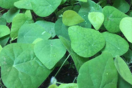 Bật mí cách trồng sương sâm leo giàn đơn giản tại nhà thu tiền triệu